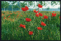 Poppy field